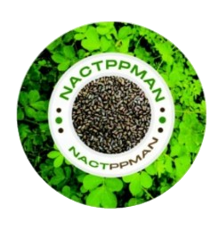 Cassia Tora Seeds